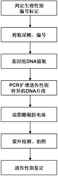PCR primer pair used for identifying genetic sex of Pseudobagrus ussuriensis, and rapid identification method thereof