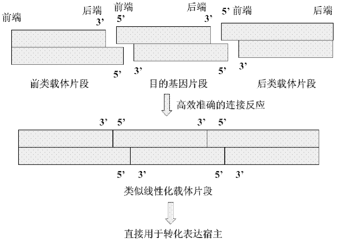 Construction method for linearized expression vector and simulated vector segments used for construction of linearized expression vector