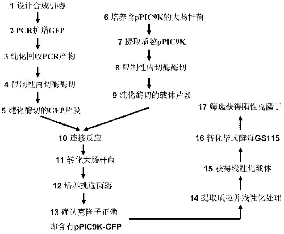 Construction method for linearized expression vector and simulated vector segments used for construction of linearized expression vector