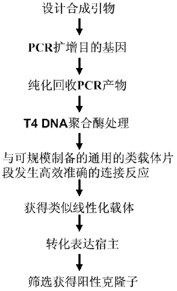 Construction method for linearized expression vector and simulated vector segments used for construction of linearized expression vector