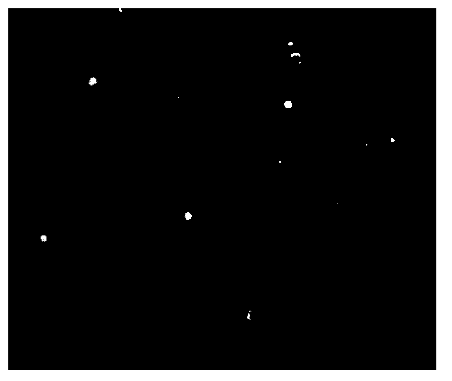 Large yellow croaker antimicrobial peptide hepcidin gene promoter sequence and application thereof