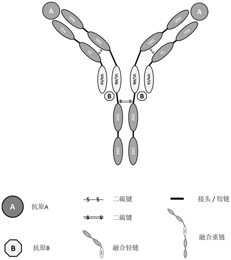 Tetravalent symmetric bispecific antibody