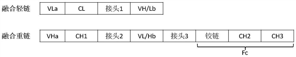 Tetravalent symmetric bispecific antibody