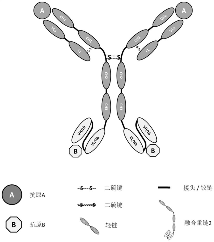 Tetravalent symmetric bispecific antibody