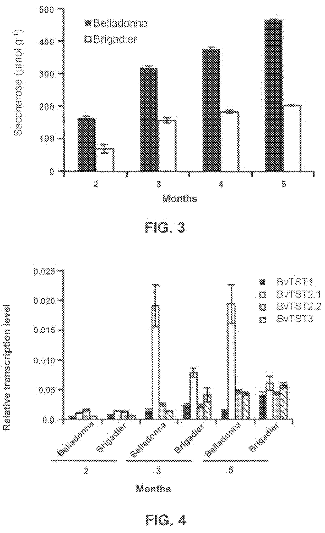 Tonoplast proton/sugar antiporter proteins and the use thereof to increase the saccharose concentration in a saccharose storage organ of plants