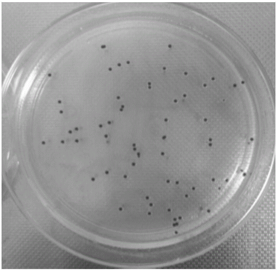 Method for quantitative determination of serratia marcescens