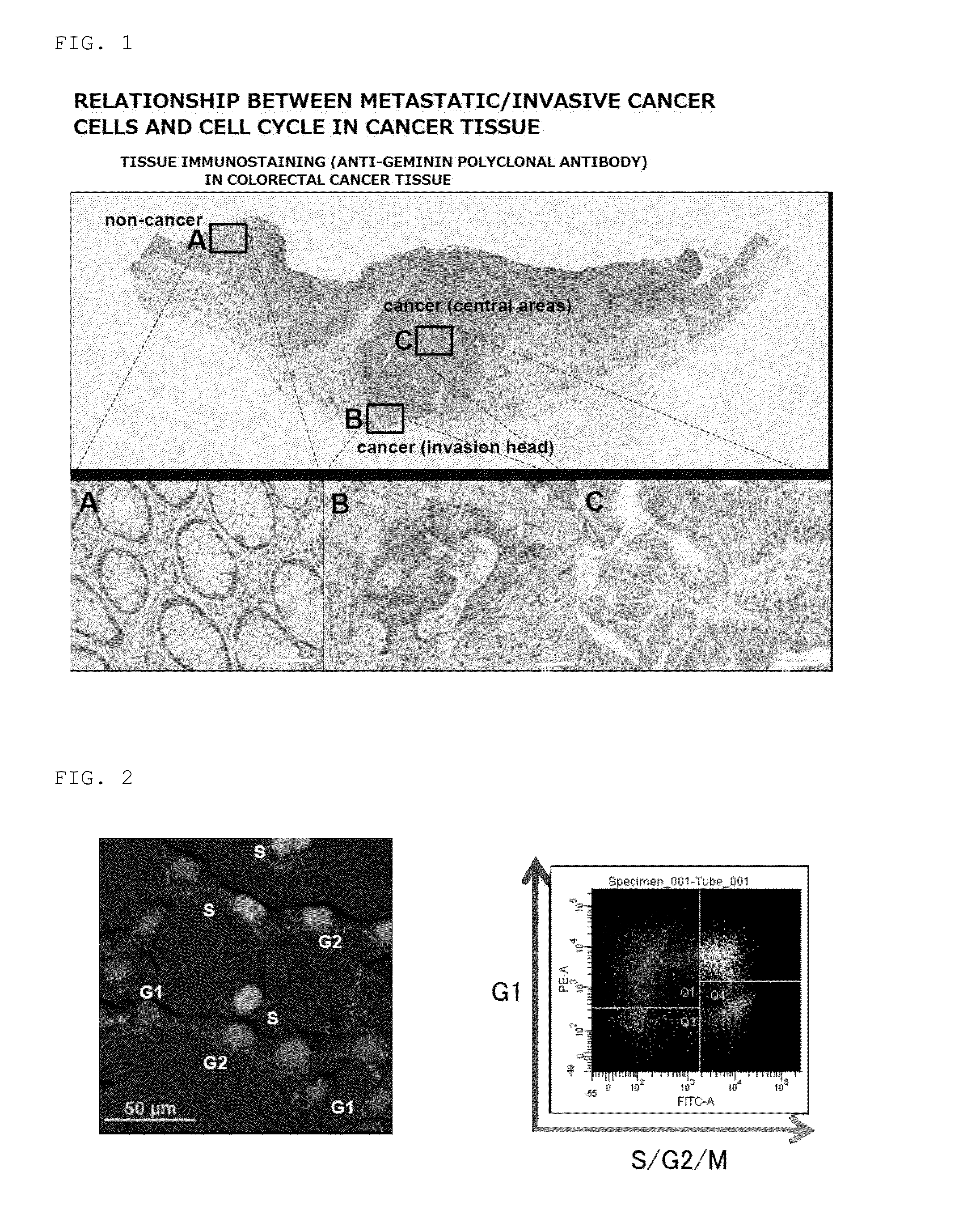 Novel Antitumor Agent and Method For Screening Same