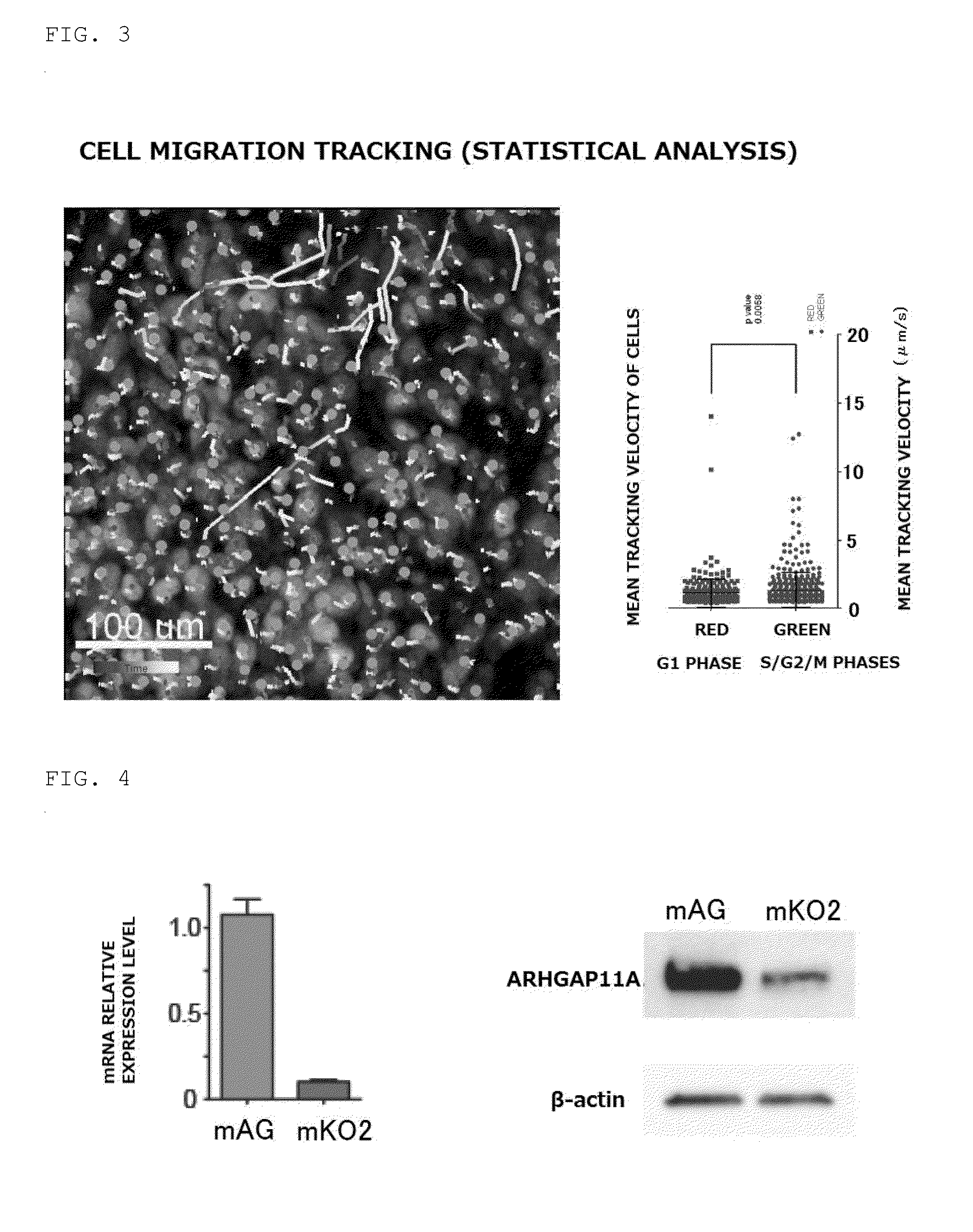 Novel Antitumor Agent and Method For Screening Same