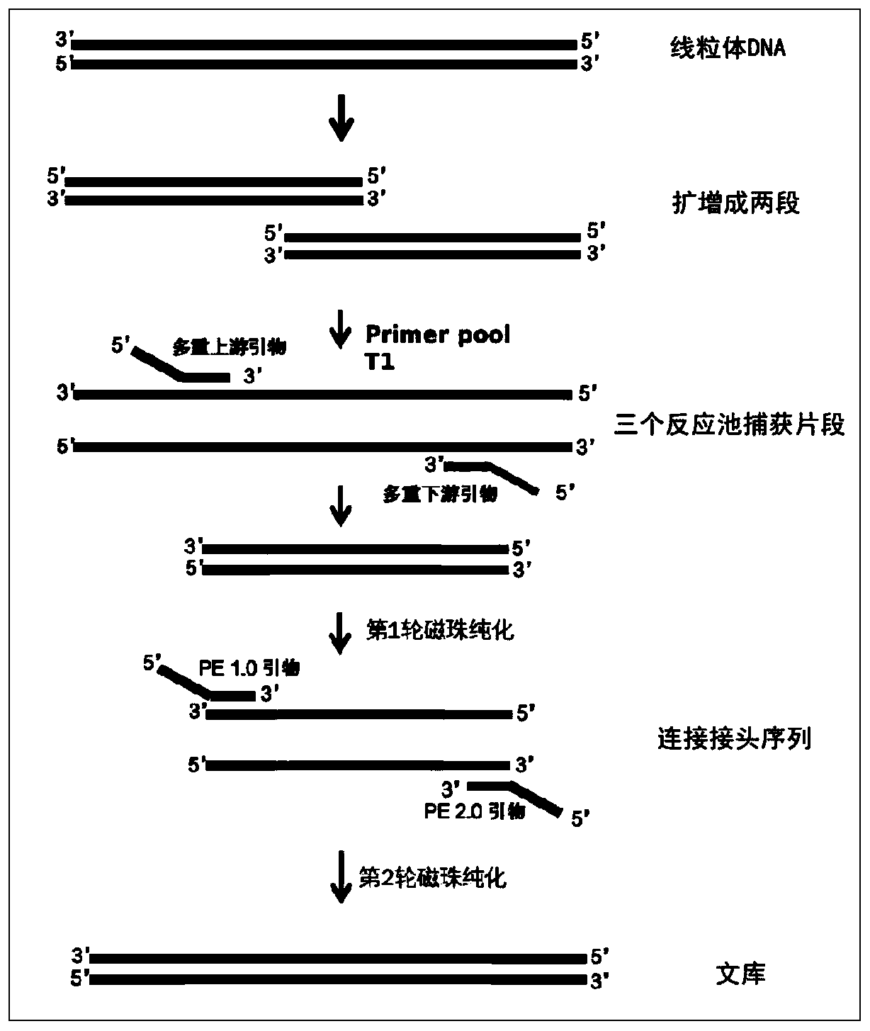 Construction method and application of human mitochondrial genome library