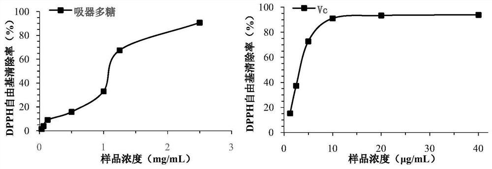 A coconut haustoria polysaccharide with antioxidant and hypoglycemic effects and preparation method thereof