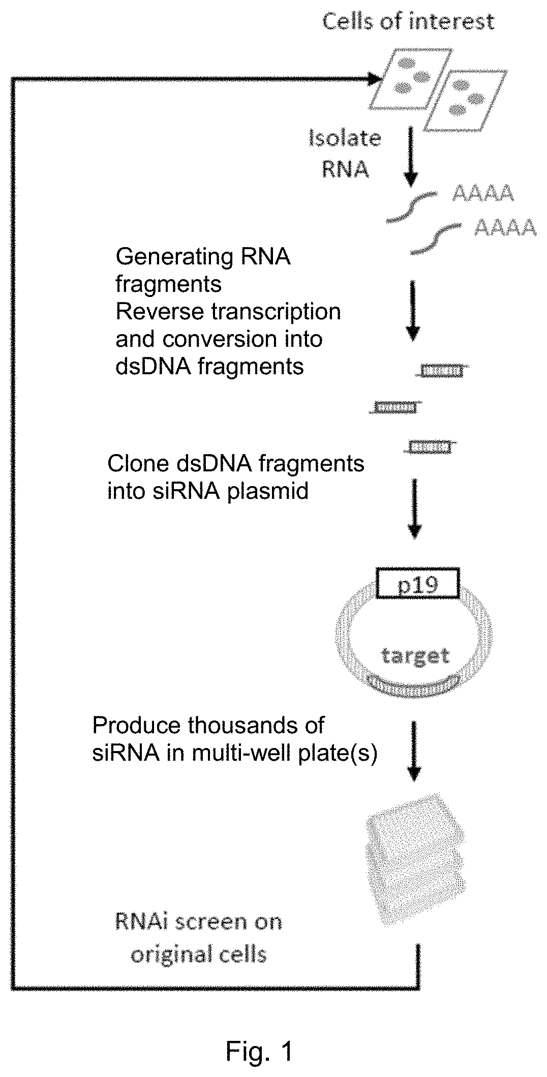 Small-interfering RNA expression systems for production of small-interfering RNAs and their use
