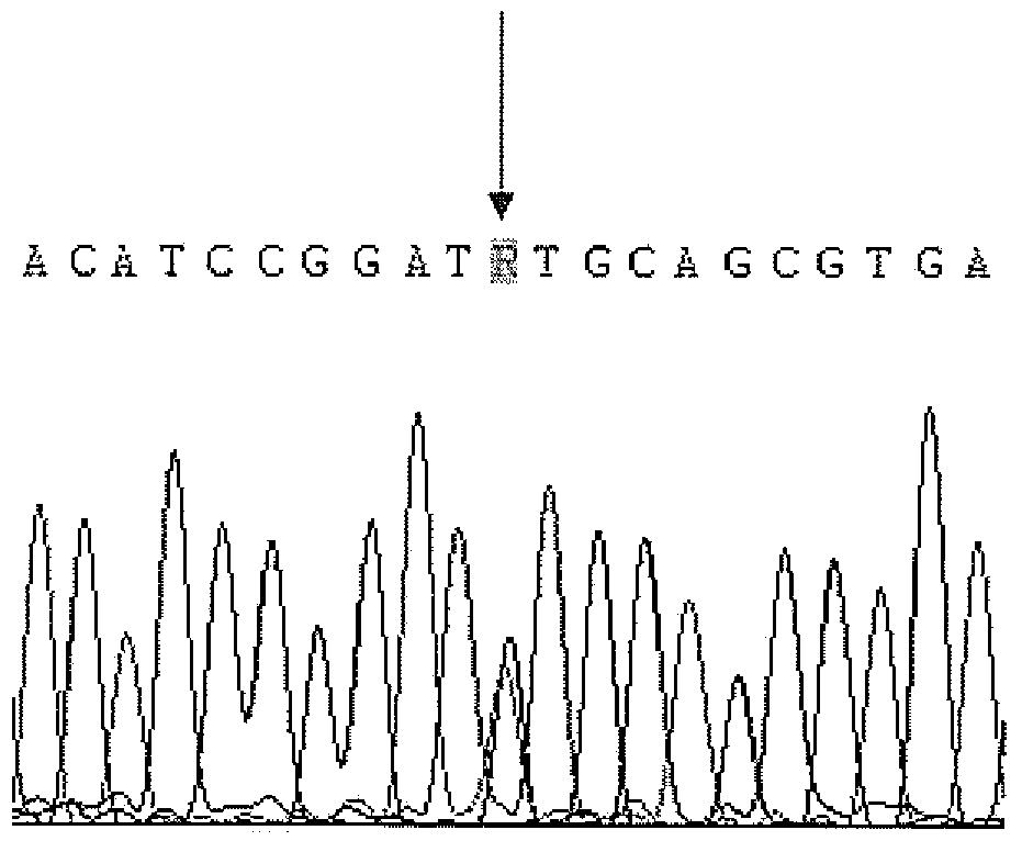 CYP2D6 gene segment containing 2943G&gt;A mutant, protein segment coded by same and application thereof