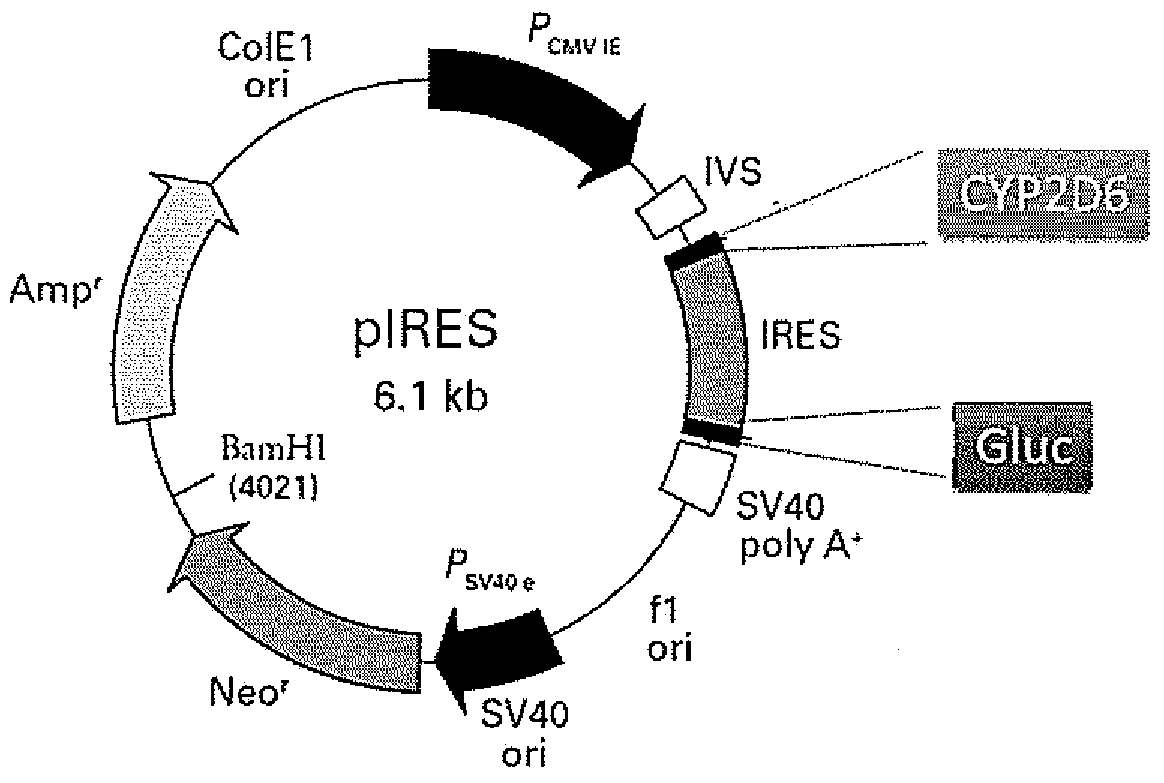 CYP2D6 gene segment containing 2943G&gt;A mutant, protein segment coded by same and application thereof