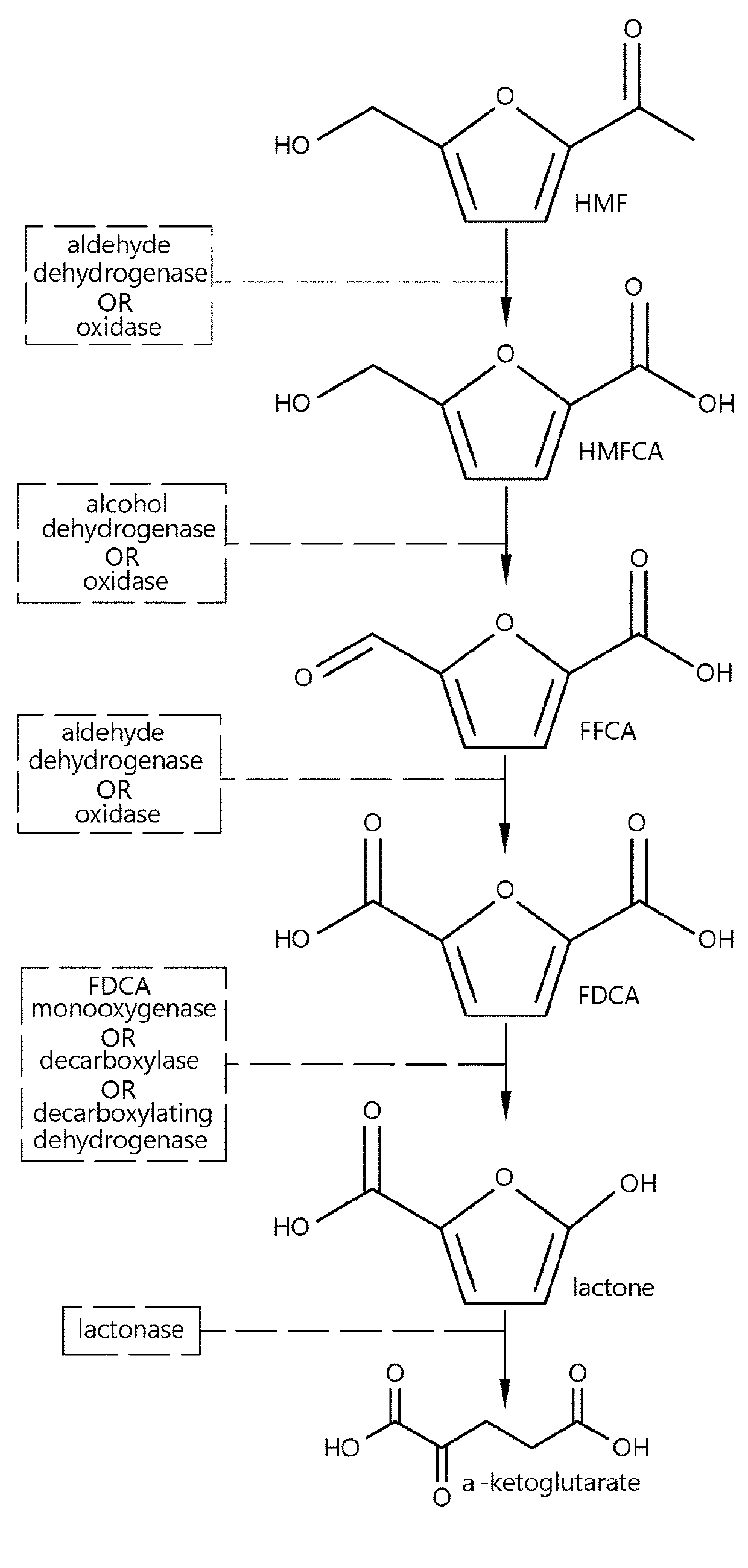 Fungal production of FDCA