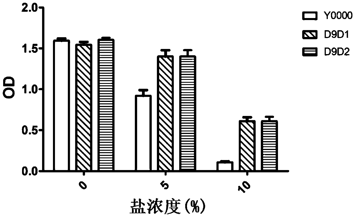 High-salt-tolerant saccharomyces cerevisiae strain as well as construction method and application thereof