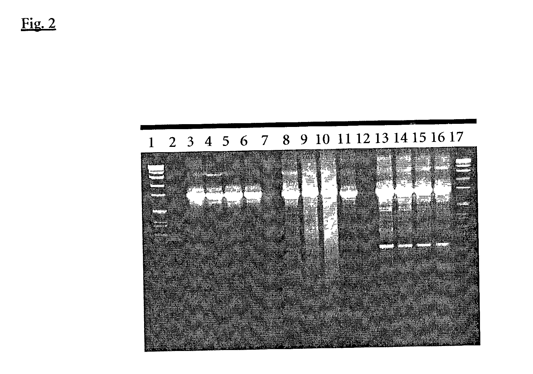 Composition and method for hot start nucleic acid amplification