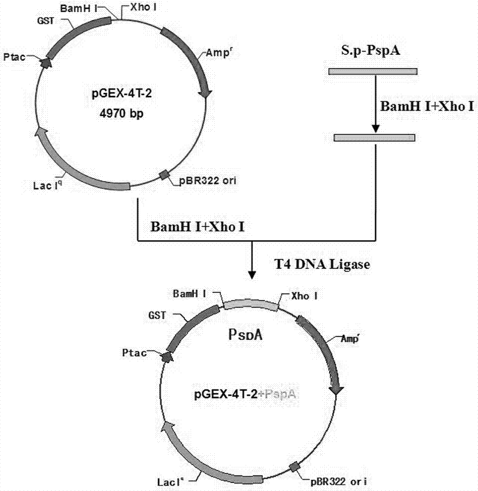 Chemosynthetic extracellular region gene fragment of streptococcus pneumonia PspA protein, and expression and application thereof