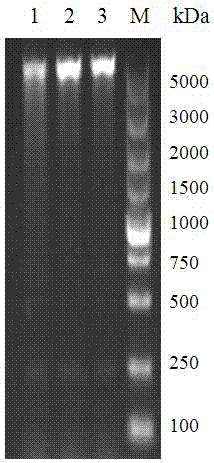 Chemosynthetic extracellular region gene fragment of streptococcus pneumonia PspA protein, and expression and application thereof