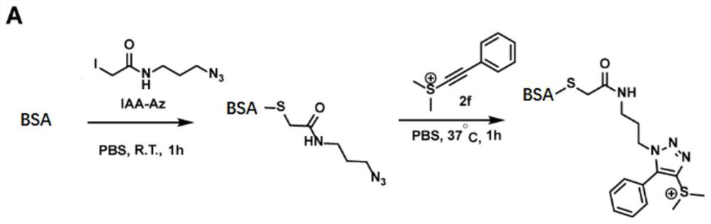 Protein labeling method for acetenyl sulfosalt click reaction