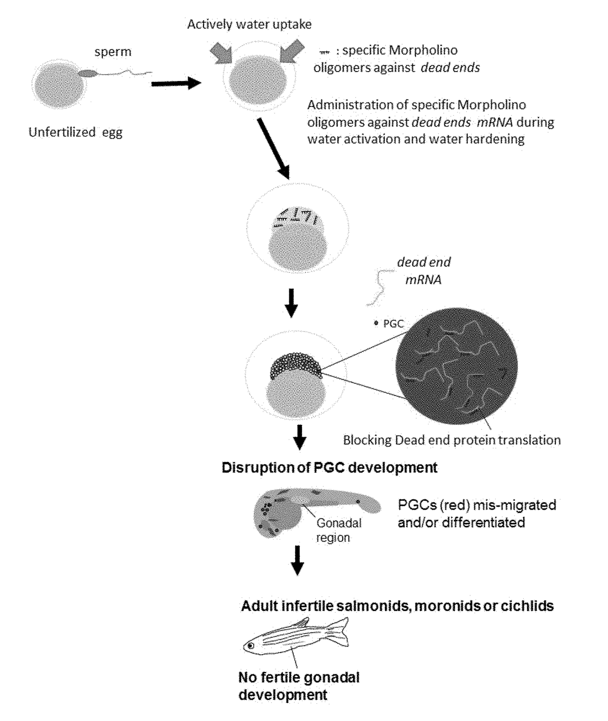 Methods of agent delivery into eggs and embryos of egg-producing aquatic animals for drug screening, agent toxicity assay and production of infertile fish