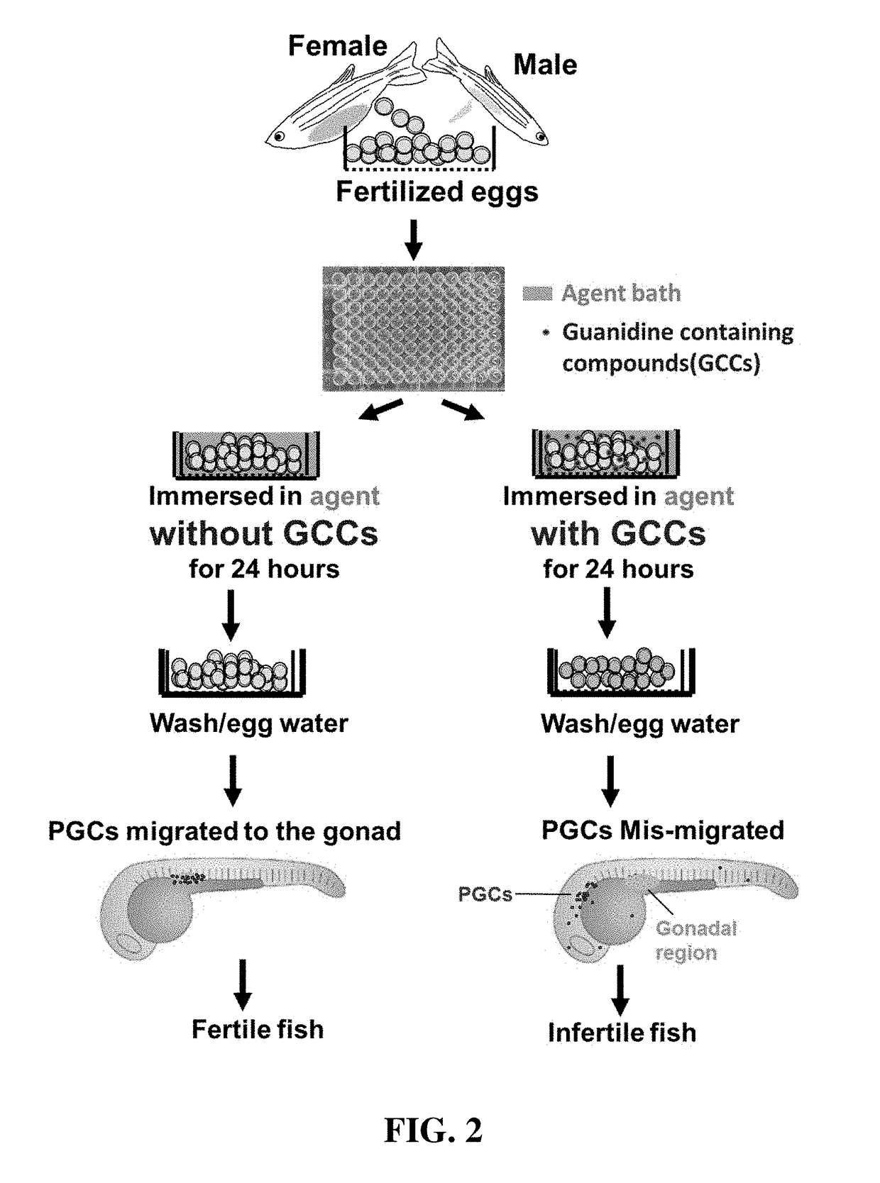 Methods of agent delivery into eggs and embryos of egg-producing aquatic animals for drug screening, agent toxicity assay and production of infertile fish
