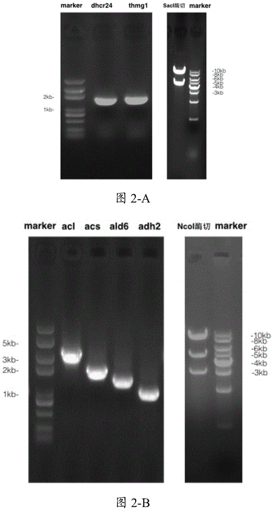 Application of acetyl coenzyme A enhancing module to enhancement of 7-dehydrocholesterol synthesis in microorganisms