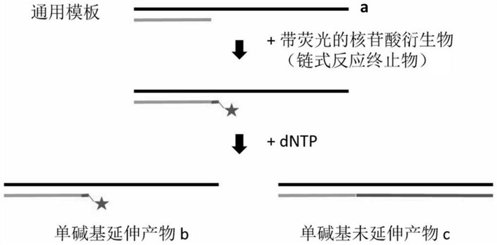 Nucleic acid metabolic enzyme activity detection method