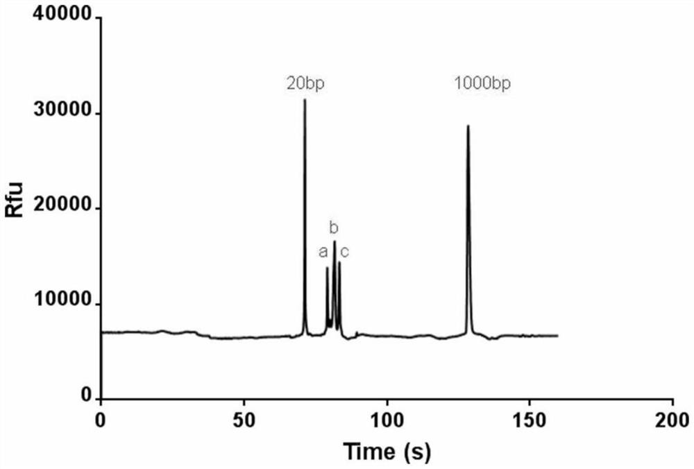 Nucleic acid metabolic enzyme activity detection method