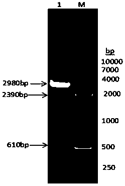 Fusion protein consisting of chicken albumin, chicken interferon gamma and chicken interferon alpha and preparation method thereof