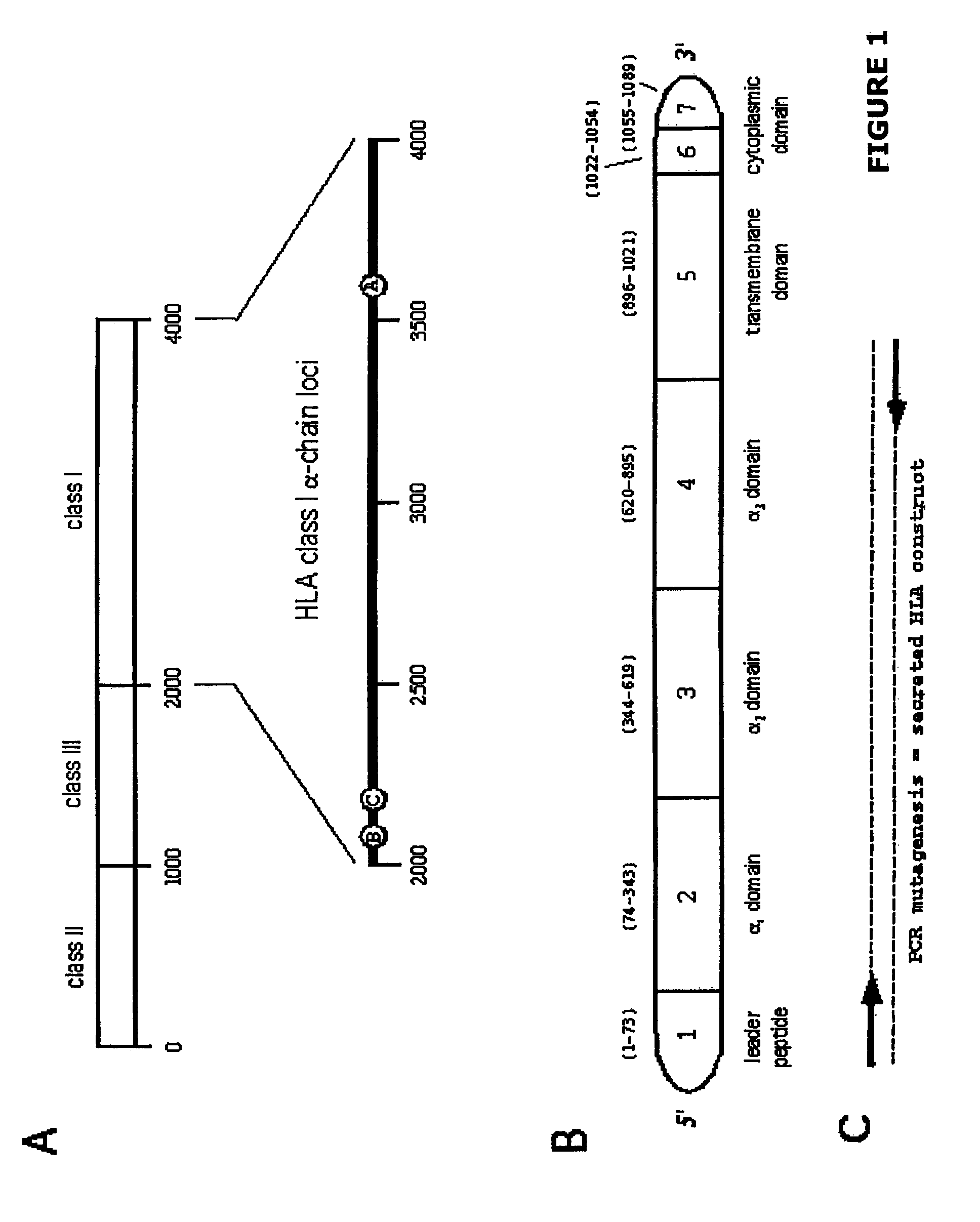 Methods for removing anti-MHC antibodies from a sample