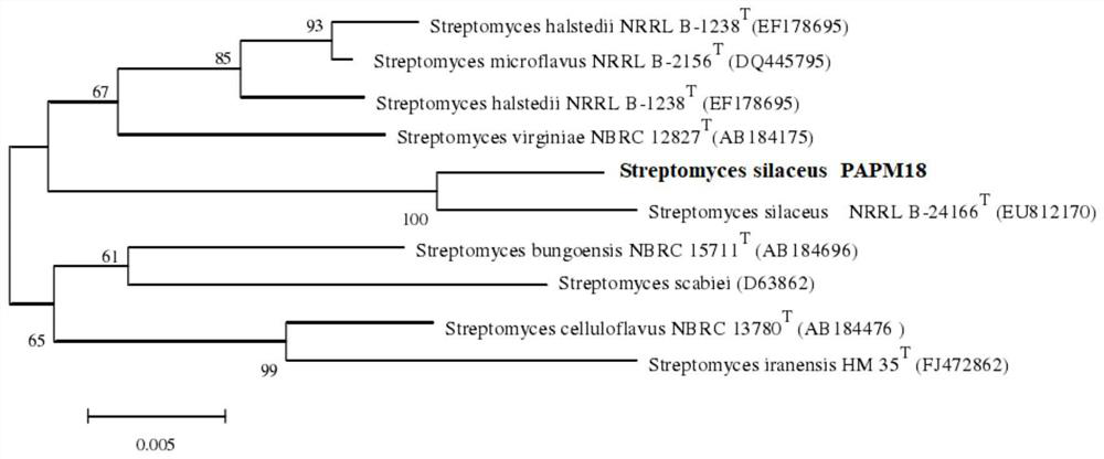 A strain of saline-alkali-tolerant Streptomyces ochreus and its application