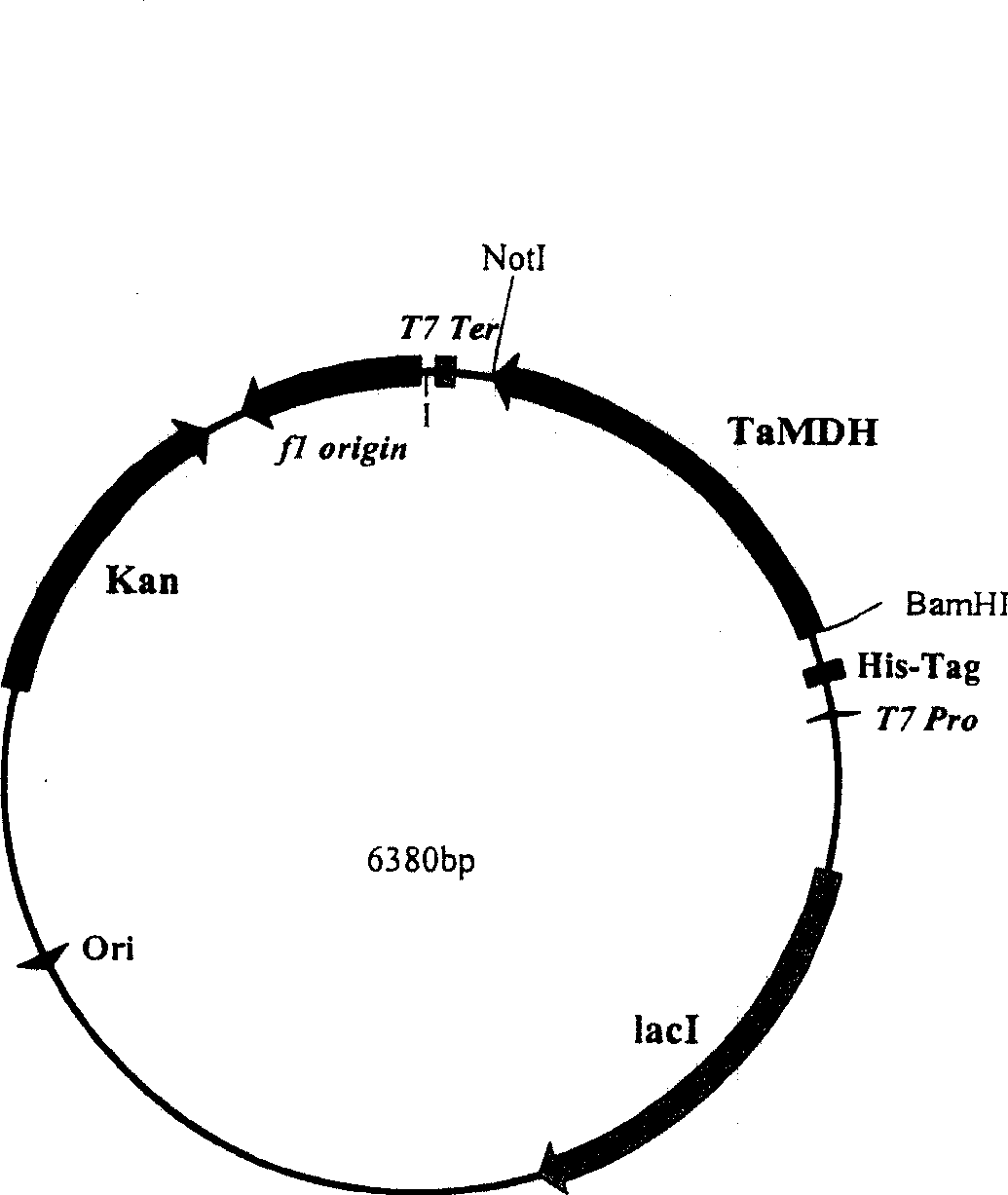 Malic dehydrogenase related to high photosynthetic capacity and resisting reversal of wheat, coded genes and method for breeding plants of resisting reversal