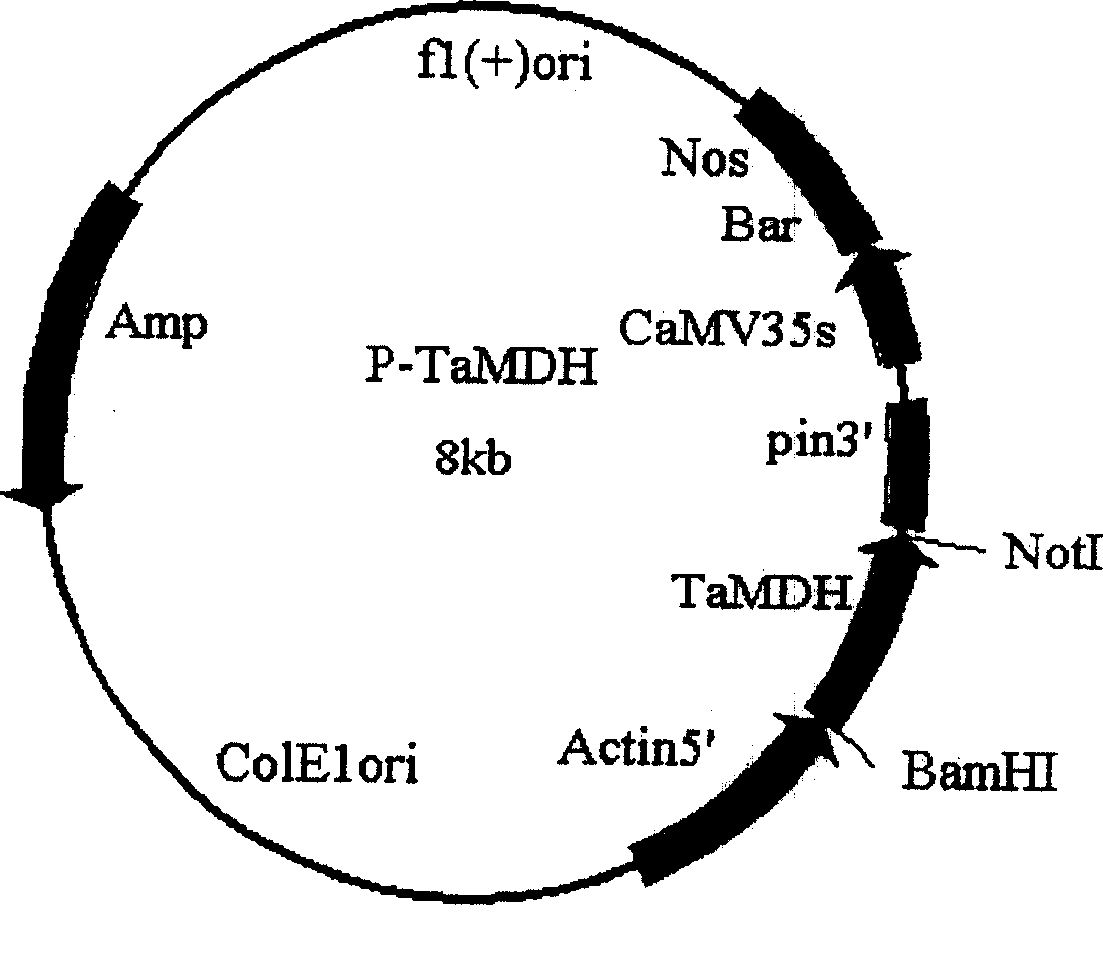 Malic dehydrogenase related to high photosynthetic capacity and resisting reversal of wheat, coded genes and method for breeding plants of resisting reversal