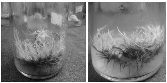 Method for inducing production of tripterygium wilfordii hairy root by agrobacterium rhizogenes