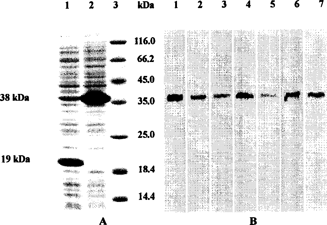 Chicken interleukin-2-receptor alpha chain extracellular region protein monoclonal antibody, and its preparing method