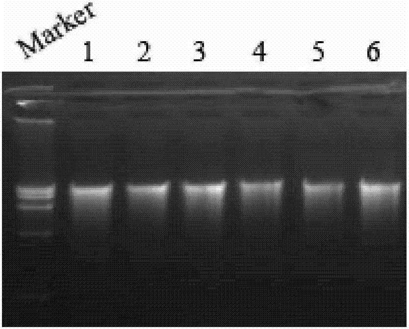 Method for extracting macro fungus genome DNA