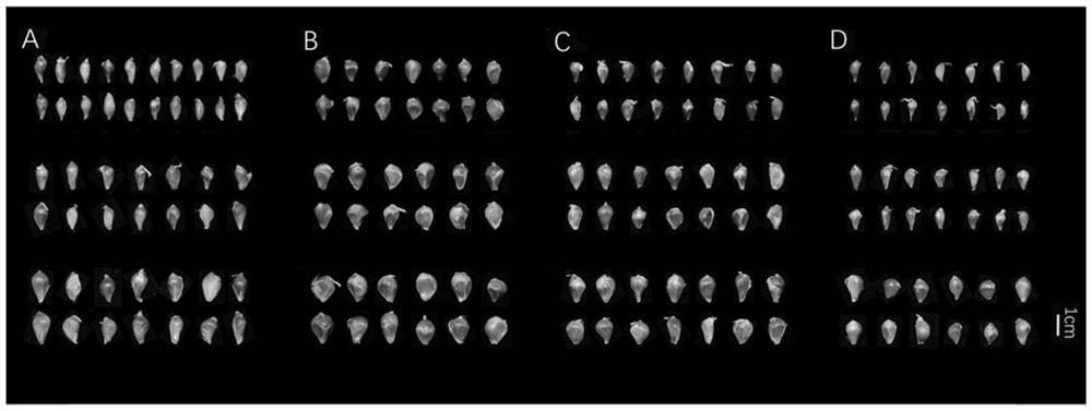 Method for quickly and efficiently germinating garlic aerial bulbs