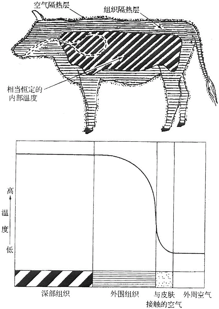 Method and device for measuring core body temperature of livestock