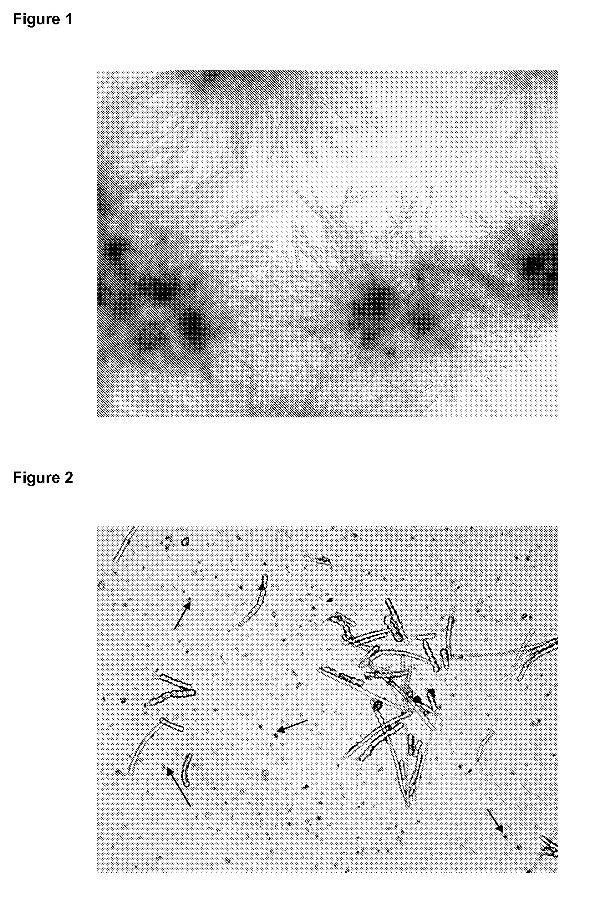 Method for the submerged cultivation of filamentous organisms