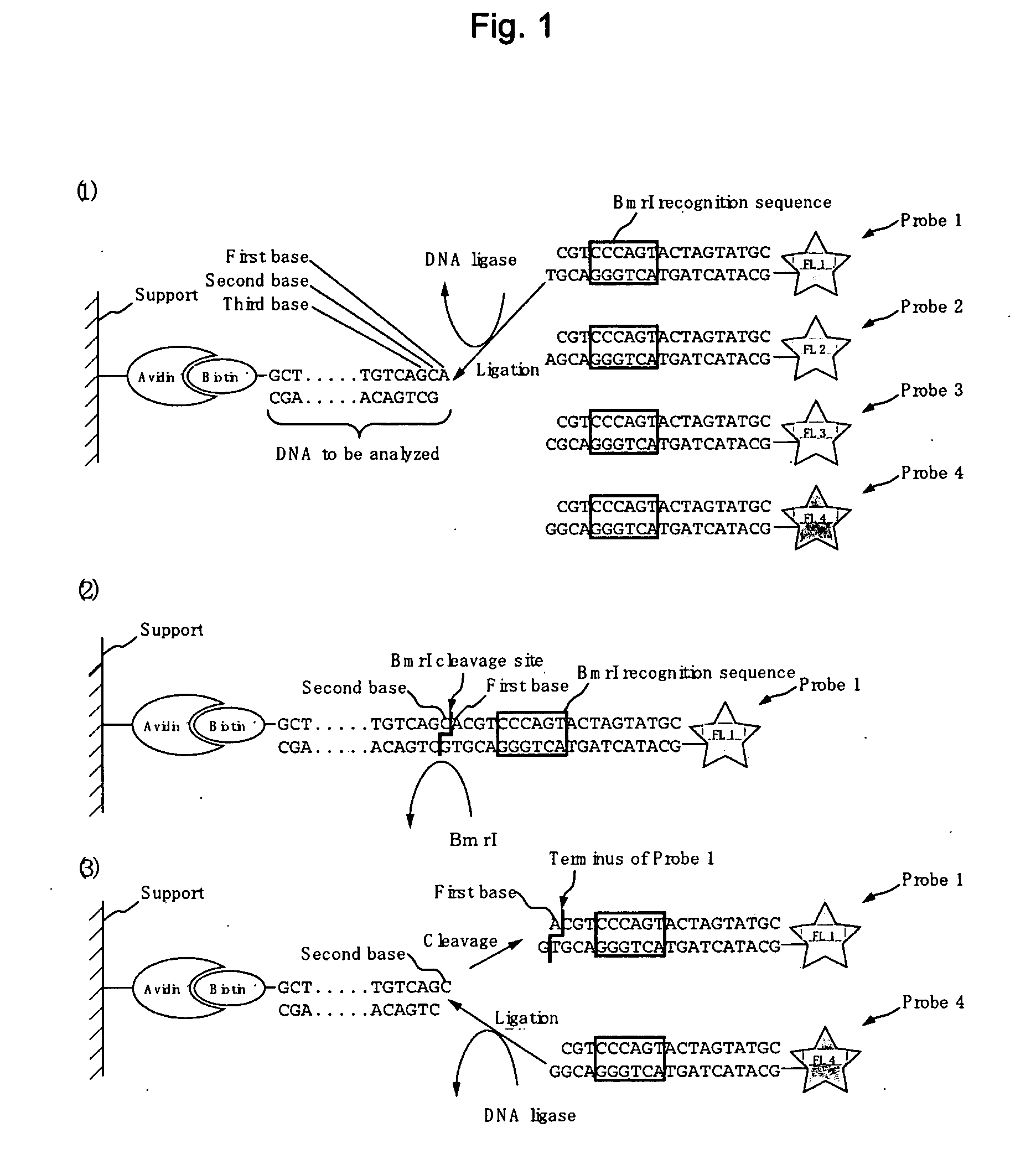 Method for determining base sequence of DNA
