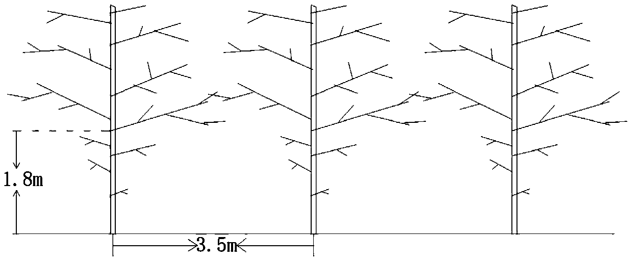 Cultivation method of ginkgo tree shape for sun shading and ornamental value