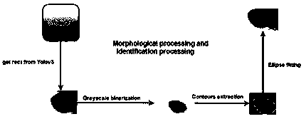 Female genital tract pathogen identification method based on morphology and YOLO algorithm
