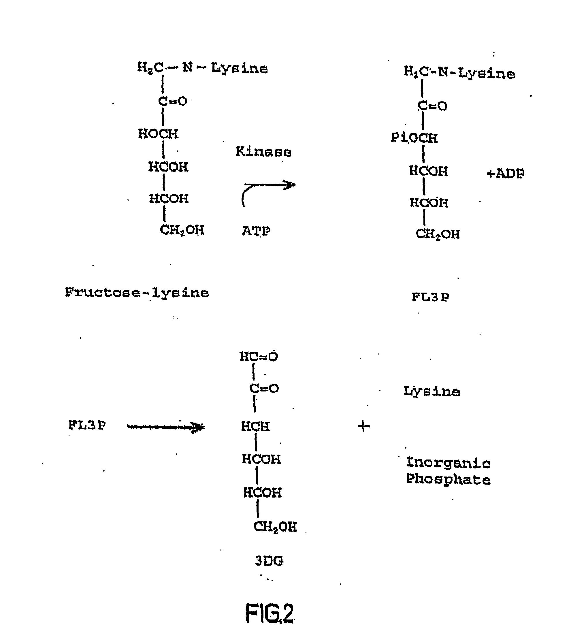 Compositions and Methods Related to Fructosamine-3-Kinase Inhibitors