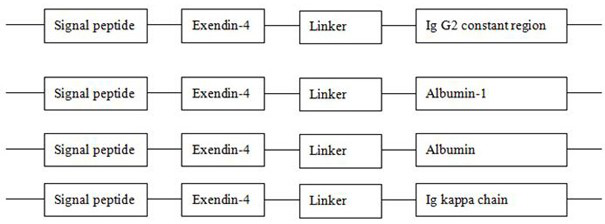 MSC modified by exendin-4 fusion gene and its application