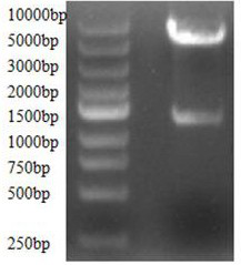 MSC modified by exendin-4 fusion gene and its application