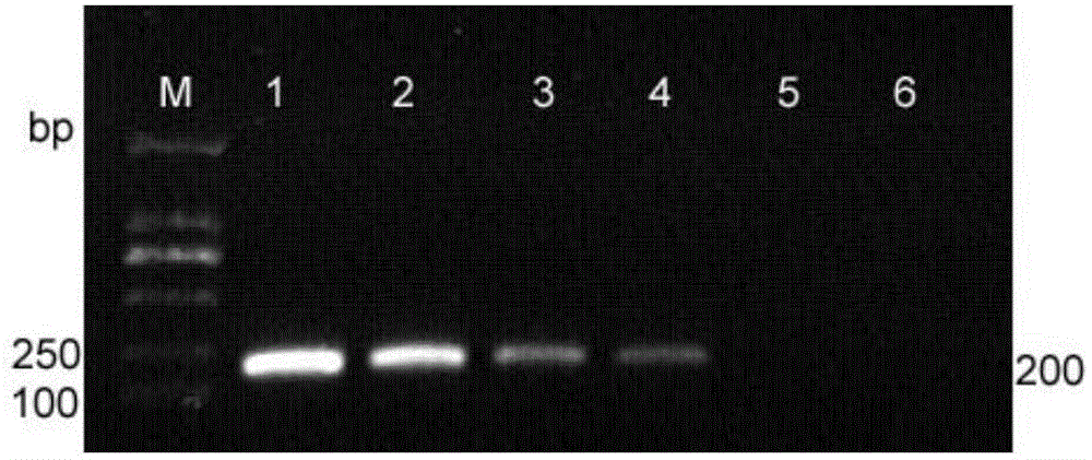 Method for identifying tobacco mosaic virus species and its special barcode primers