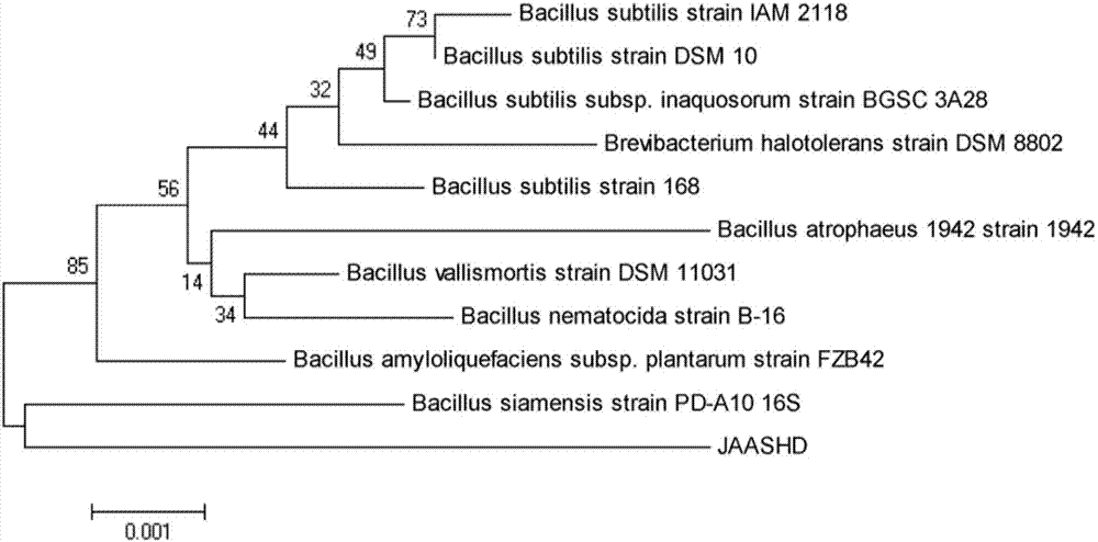 Auricularia auricula-judae wall-breaking method