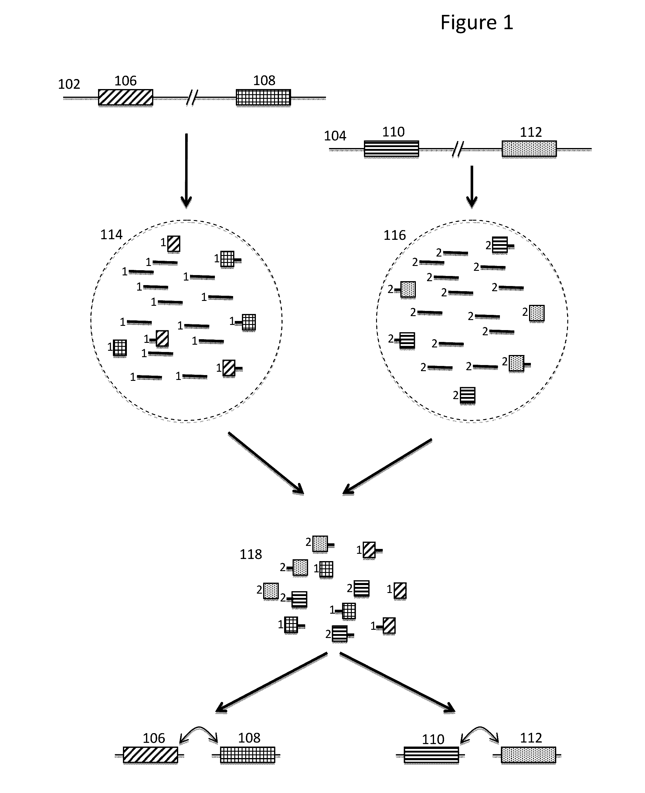 Methods and compositions for targeted nucleic acid sequence coverage