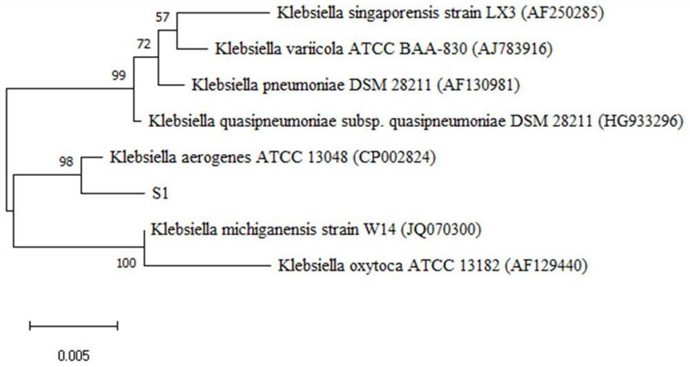 Klebsiella aerogenes and application thereof