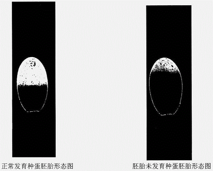 Method for recognizing hatching egg incubation based on hyperspectrum